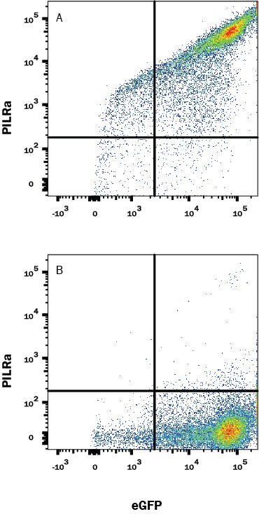 Detection of PILR- a R antibody in HEK293 Human Cell Line Transfected with Human PILR-alpha and eGFP antibody by Flow Cytometry.