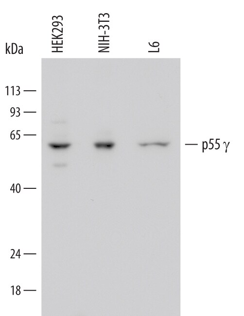 Detection of Human, Mouse, and Rat PI 3-Kinase p55? antibody by Western Blot.