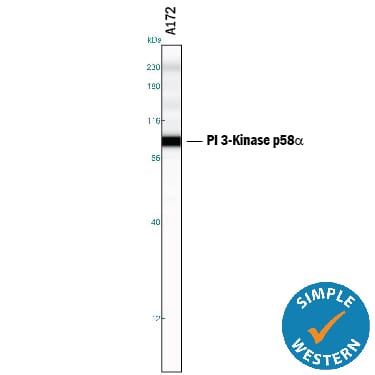 Detection of Human PI 3‑Kinase p85a antibody by Simple WesternTM.