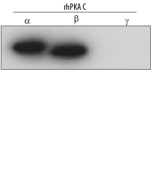 Detection of Human PKA Ca/ beta  antibody by Western Blot.