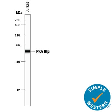 Detection of Human PKA RI beta  antibody by Simple WesternTM.