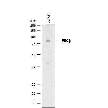Detection of Human PKC? antibody by Western Blot.