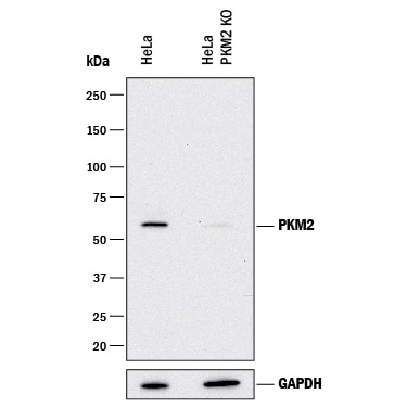 Western Blot Shows Human PKM2 Antibody Specificity by Using Knockout Cell Line.