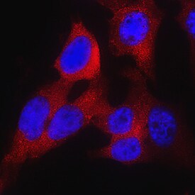 PKM2 antibody in HeLa Human Cell Line by Immunocytochemistry (ICC).