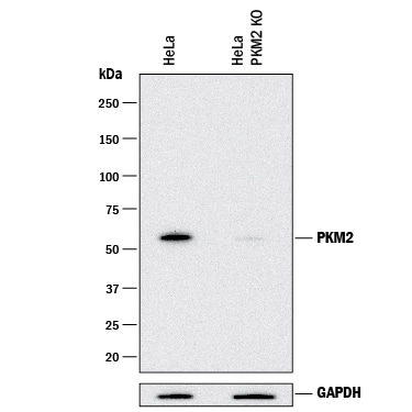 Western Blot Shows Human PKM2 Antibody Specificity by Using Knockout Cell Line.