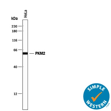 Detection of Human PKM2 antibody by Simple WesternTM.