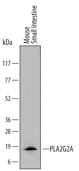 Detection of Mouse PLA2G2A antibody by Western Blot.