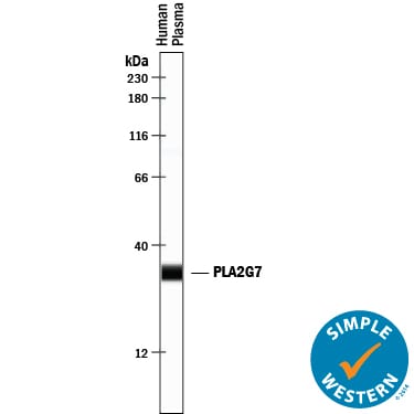 Detection of Human PLA2G7/PAF‑AH/Lp‑PLA2 antibody by Simple WesternTM.