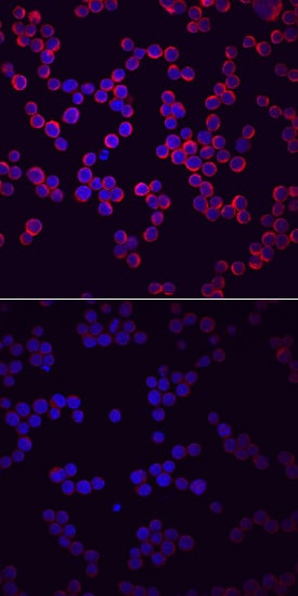 Phospho-PLC-?2 (Y759) antibody in Ramos Human Cell Line by Immunocytochemistry (ICC).