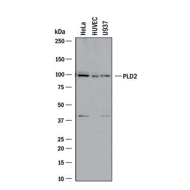 Detection of Human PLD2 antibody by Western Blot.
