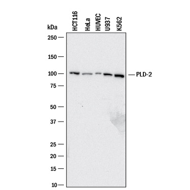 Detection of Human PLD2 antibody by Western Blot.