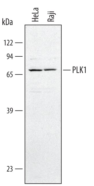 Detection of Human PLK1 antibody by Western Blot.