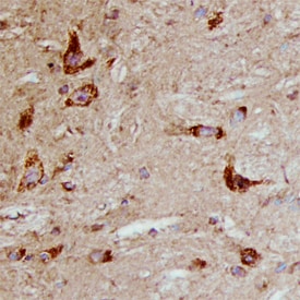 PLTP antibody in Mouse Brain by Immunohistochemistry (IHC-Fr).
