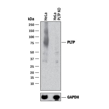Western Blot Shows Human PLTP Antibody Specificity by Using Knockout Cell Line.