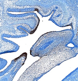 PLUNC antibody in Mouse Embryo by Immunohistochemistry (IHC-Fr).