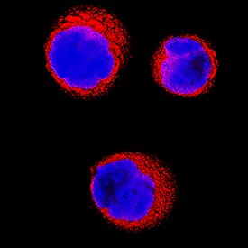 PNMT antibody in K562 Human Cell Line by Immunocytochemistry (ICC).