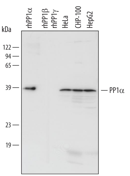 Detection of Human PP1a antibody by Western Blot.