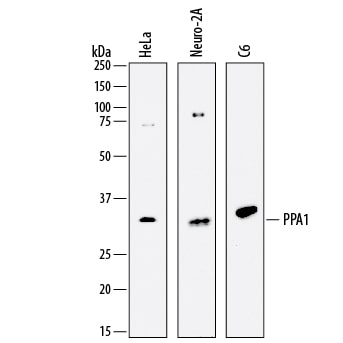 Detection of Human, Mouse, and Rat Inorganic Pyrophosphatase/PPA1 antibody by Western Blot.