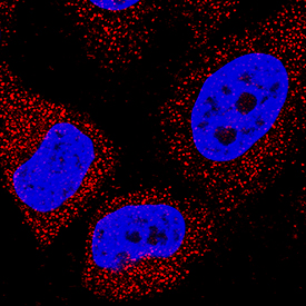 PRAS40 antibody in HeLa Human Cell Line by Immunocytochemistry (ICC).
