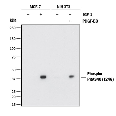 Detection of Human and Mouse Phospho-PRAS40 (T246) antibody by Western Blot.