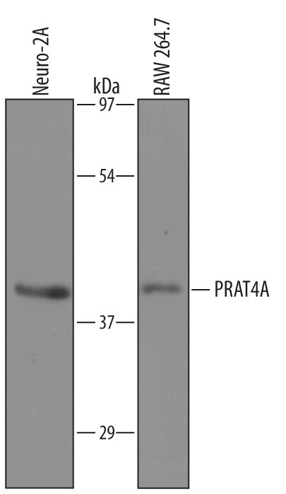 Detection of Mouse PRAT4A antibody by Western Blot.