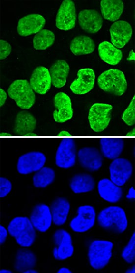 PRDM14 antibody in BG01V Human Embryonic Stem Cells by Immunocytochemistry (ICC).