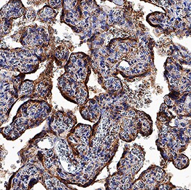 PSG6 antibody in Human Placenta by Immunohistochemistry (IHC-P).