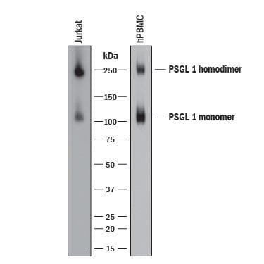 Detection of Human PSGL-1/CD162 antibody by Western Blot.