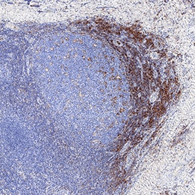 PSGL-1/CD162 antibody in Human Tonsil by Immunohistochemistry (IHC-P).