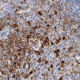 PSGL-1/CD162 antibody in Human Tonsil by Immunohistochemistry (IHC-P).