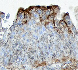 PTGER2 antibody in Human Bladder by Immunohistochemistry (IHC-P).