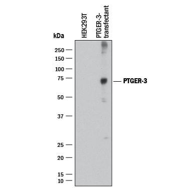 Detection of Human PTGER3 antibody by Western Blot.