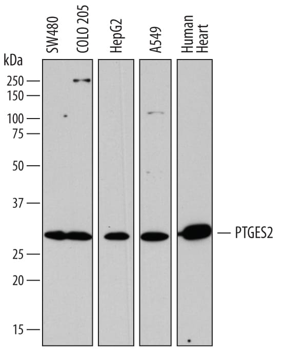 Detection of Human Prostaglandin E Synthase 2/ PTGES2 antibody by Western Blot.