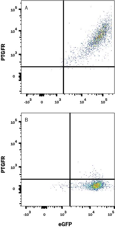 Detection of PTGFR antibody in HEK293 Human Cell Line Transfected with Human PTGFR and eGFP antibody by Flow Cytometry