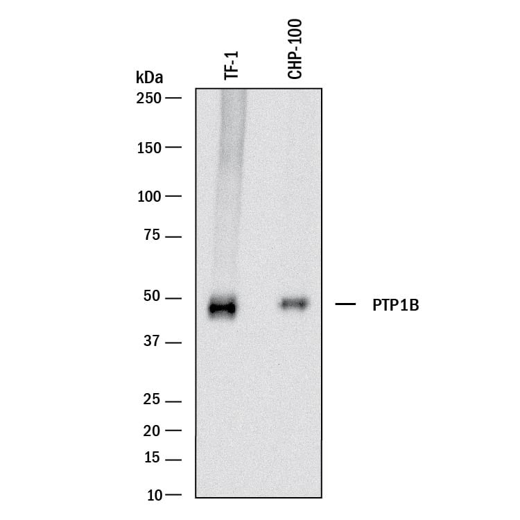 Detection of Human PTP1B antibody by Western Blot.