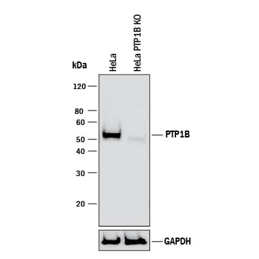Western Blot Shows Human PTP1B Antibody Specificity by Using Knockout Cell Line.