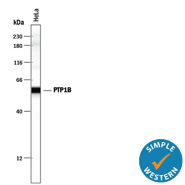 Detection of Human PTP1B antibody by Simple WesternTM.