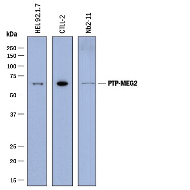 Detection of Human, Mouse, and Rat PTP‑MEG2 antibody by Western Blot.