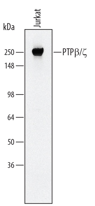 Detection of Human PTP beta /?/PTPRZ antibody by Western Blot.