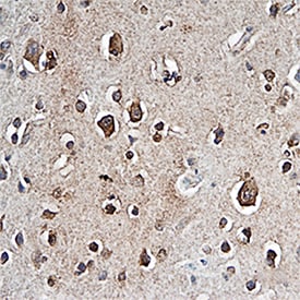 PTP beta /?/PTPRZ antibody in Human Brain by Immunohistochemistry (IHC-P).