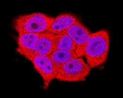 PTPs/PTPRS antibody in A431 Cell Line by Immunocytochemistry (ICC).