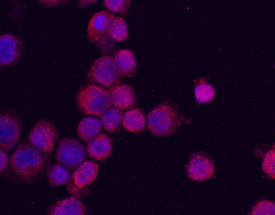 PU by Immunocytochemistry (ICC).1 antibody in THP-1 Human Cell Line by Immunocytochemistry (ICC).