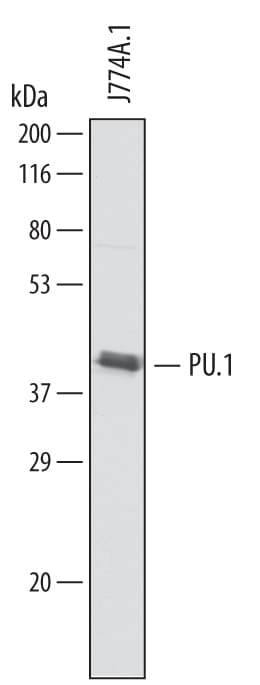 Detection of Mouse PU.1/Spi‑1 antibody by Western Blot.