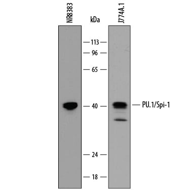 Detection of Mouse and Rat PU.1/Spi-1 antibody by Western Blot.