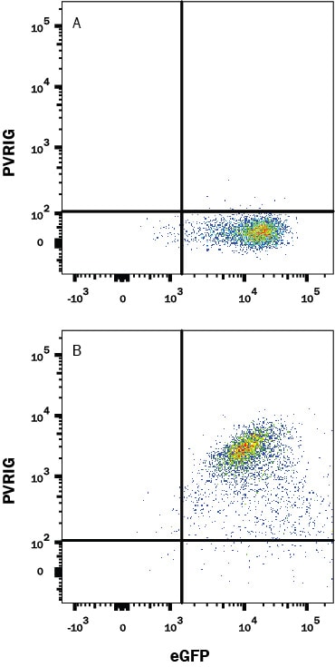 Detection of PVRIG antibody in HEK293 Human Cell Line Transfected with Human PVRIG and eGFP antibody by Flow Cytometry.