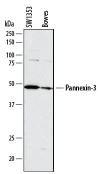 Detection of Human Pannexin-3 antibody by Western Blot.