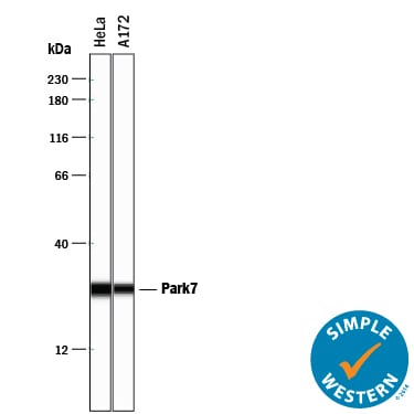 Detection of Human Park7/DJ‑1 antibody by Simple WesternTM.