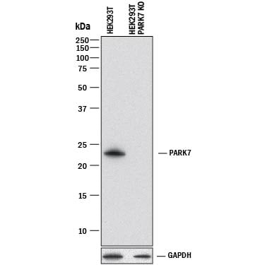 Western Blot Shows Human Park7/DJ-1 Antibody Specificity by Using Knockout Cell Line.