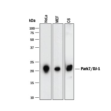 Detection of Human, Mouse, and Rat Park7/DJ-1 antibody by Western Blot.