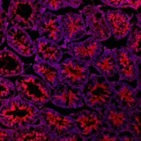 Patched 2/PTCH2 antibody in Mouse Testis by Immunohistochemistry (IHC-Fr).